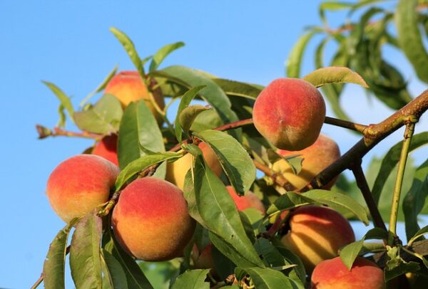 A large bunch of yellow and red peaches on a branch against a bright blue sky