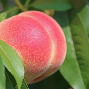 Enlarged peach on a tree with a bright pink blush against a white background