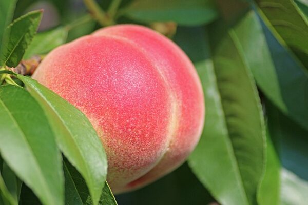 Enlarged peach on a tree with a bright pink blush against a white background