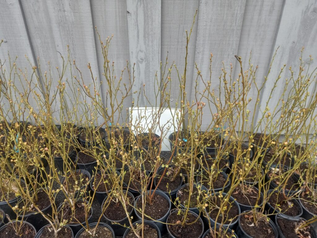 Blueberry Bushes for GSCD sale