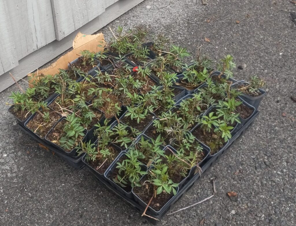 Small green elderberry plants in 3.25" pots. Plants are 2" high.