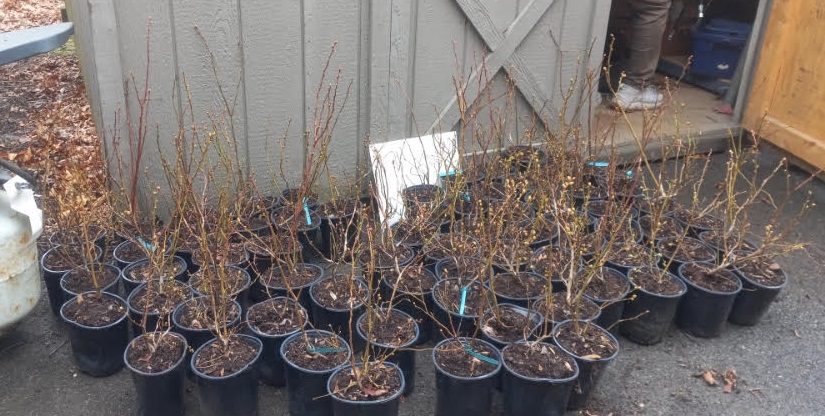 Blueberry bushes in pots. About 18" tall. No leaves yet.