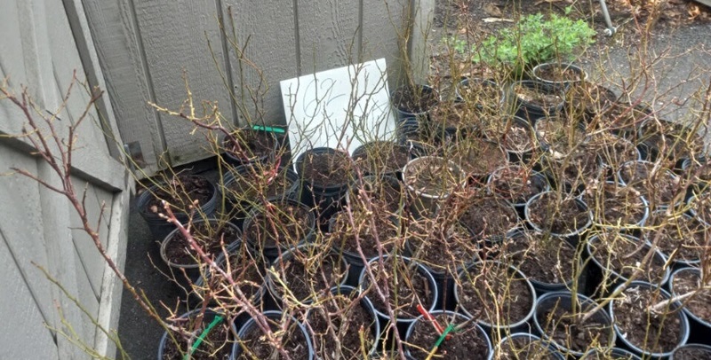 Blueberry bushes in pots. Plants are about 14" tall and do not yet have leaves.