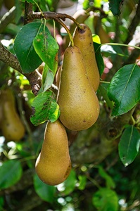 Golden, oblong, russett pears hanging from a limb.