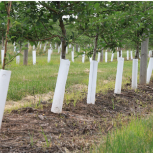 Photo depicts white tree guards on a row of trees.