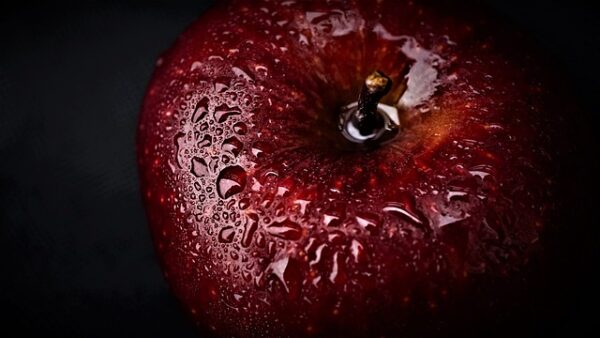 A dark red, almost black apple covered with water droplets.