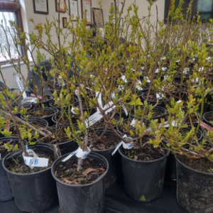 Actual blueberry bushes sitting on the GSCD Conference table. Approx 2' tall.