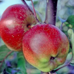 Mostly red apple with some green on ends. Flatter shape.