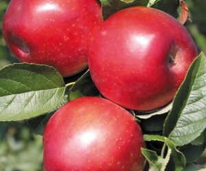 Bright red apples on a limb