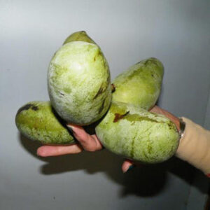 Green Paw Paws