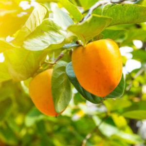 Orange persimmons hanging in a tree