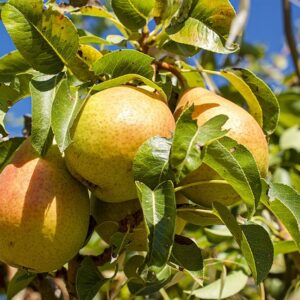 Green pears hanging in a tree with a slight red blush