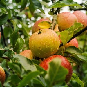 Flattened yellow apple with red stripes