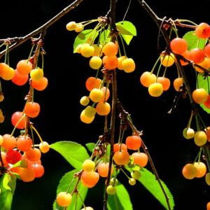 Yellow cherries with a nice pink blush