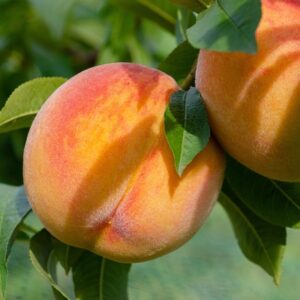 Yellow peaches with a deep red blush hand on a tree.