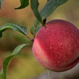 Fully red peach hanging from a limb.