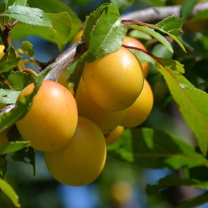 Golden plums with a slightly red blush hanging from a tree limb.