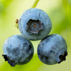 Cluster of three medium sized, medium blue blueberries.