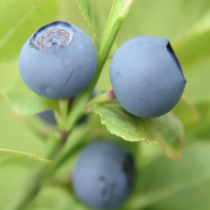 Three powder blue, nickel size blueberries on a vine.