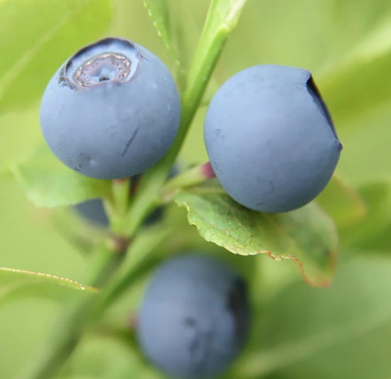 Three powder blue, nickel size blueberries on a vine.