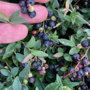 Tiny, dark blue blueberries growing on a mat of groundcover.