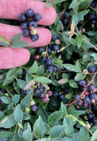 Tiny, dark blue blueberries growing on a mat of groundcover.
