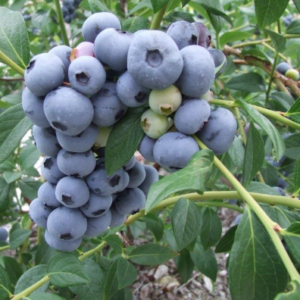 A cluster of medium blue blueberries on the vine.
