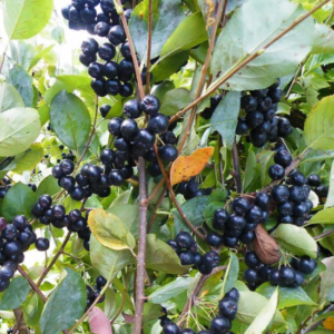 Clumps of black, pea-sized berries cling to a bush.