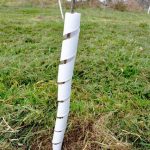 A tree trunk wrapped in a tree guard