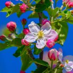 Apple Blossoms against a bright blue sky